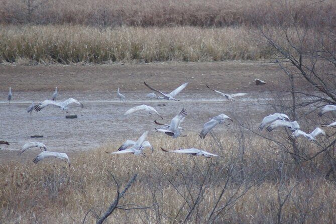 Sandhill Crane Kayak Tour with Chattanooga Guided Adventures - What to Expect from the Tour