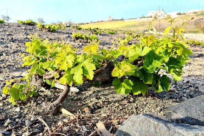 Sanotini Oia Wine Tasting and Local Places Half Day Tour - FAQs