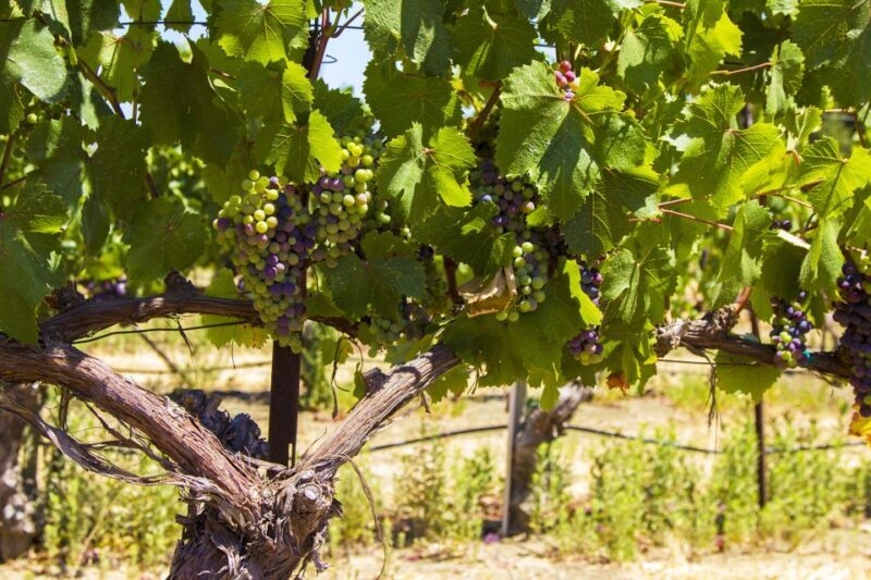 Santa Barbara: Wine Country Tour with Lunch - Price and Value