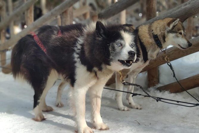 Santa Claus Village Guided Tour & Arctic Animals Adventure - Who Should Consider This Tour