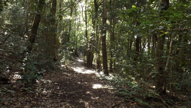Santa Cruz de Tenerife: 2-Hour Hiking Tour in Anaga Forest - The Experience Itself: Pros and Cons