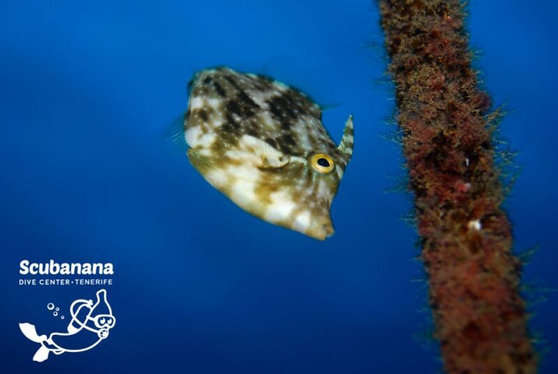 Santa Cruz de Tenerife: PADI Introductory Dive - Considerations and Tips