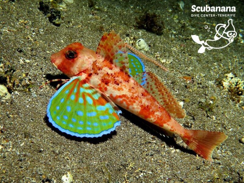 Santa Cruz de Tenerife: PADI Introductory Dive - FAQs