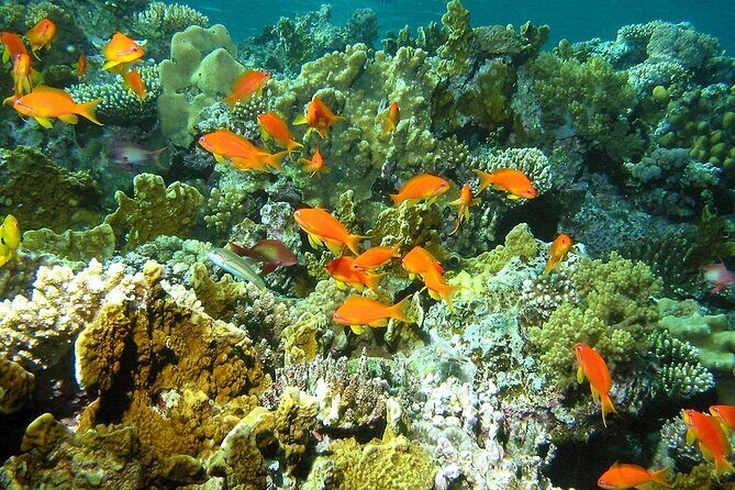 Santa Maria and Chileno Bay Snorkel Adventure Los Cabos - FAQs