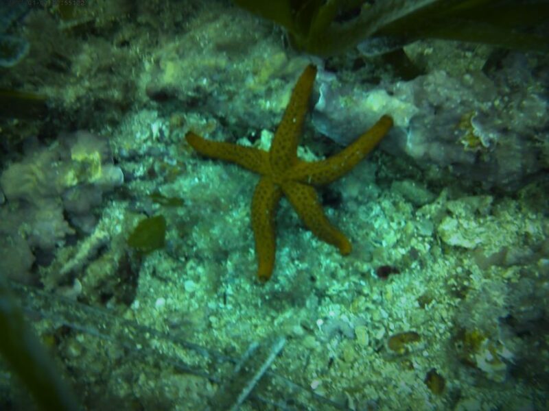 Santa Pola: 3-Hour Scuba Diving near Tabarca - Key Points