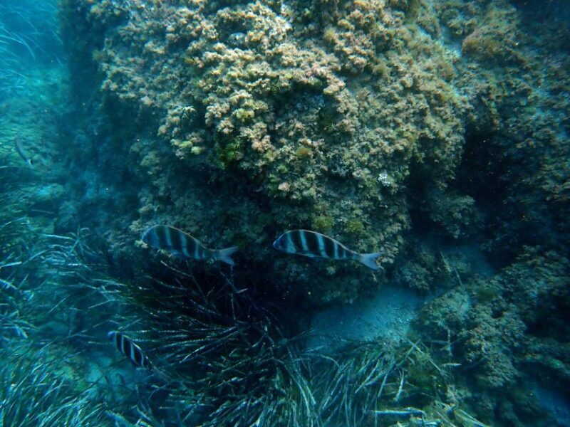 Santa Pola: 3-Hour Scuba Diving near Tabarca - What You Can Expect from the Santa Pola Scuba Experience