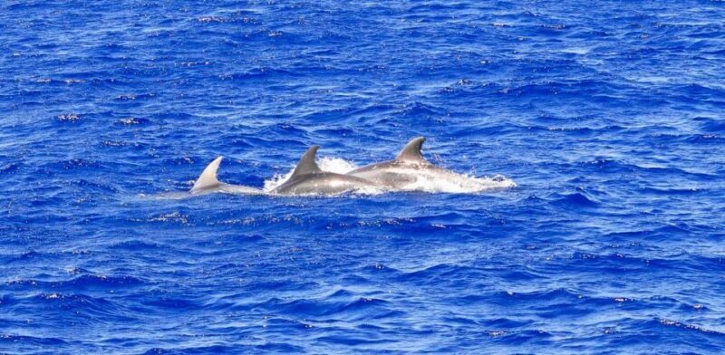 Santa Ponsa: Dolphin Watching Cruise - Key Points