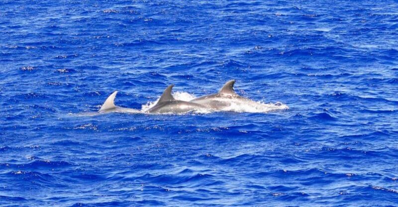 Santa Ponsa: Dolphin Watching Cruise - Starting Point and Convenience