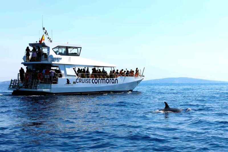 Santa Ponsa: Dolphin Watching Cruise - The Experience of Dolphin Watching