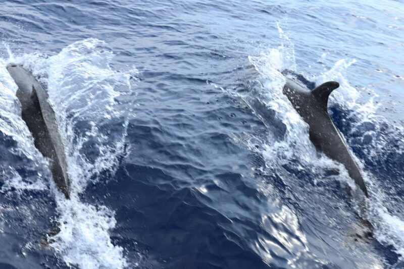 Santa Ponsa: Dolphin Watching Cruise - Food, Drinks, and Onboard Amenities