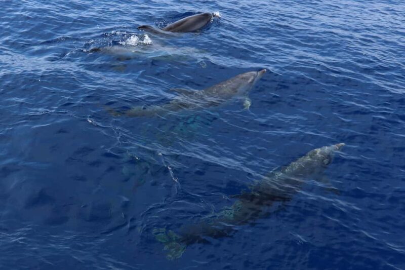 Santa Ponsa: Dolphin Watching Cruise - Environmental and Safety Considerations