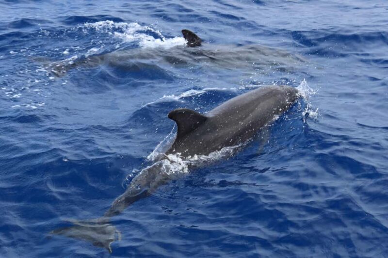 Santa Ponsa: Dolphin Watching Cruise - Cost and Value
