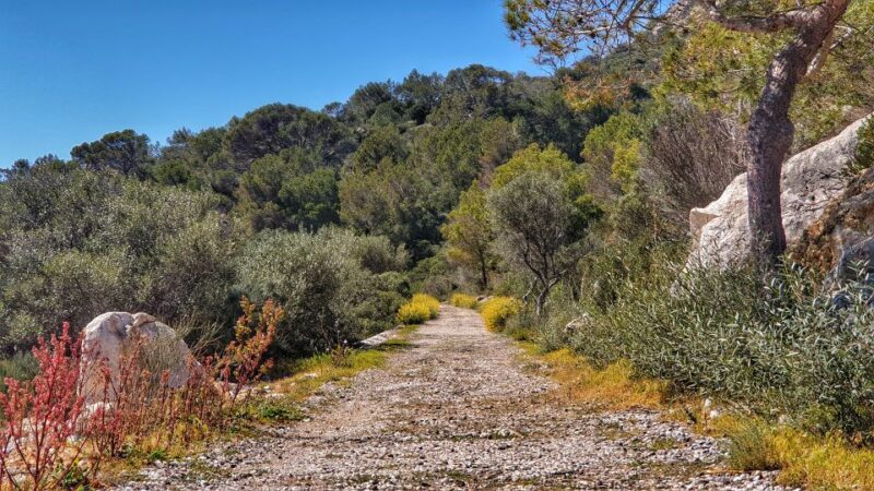 Santa Ponta/Peguera: Dragonera Island Cruise with Swim Stop - FAQs