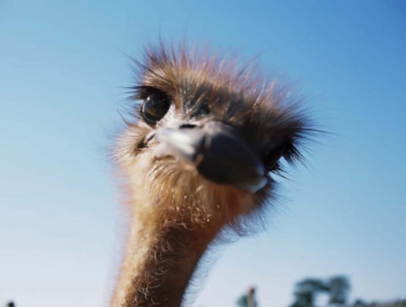 Santa Ynez Valley: Sideways Movie Inspired Wine Tour - An In-Depth Look at the Sideways-Inspired Wine Tour