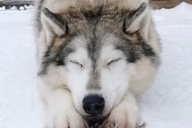 Santa's Reindeer & Husky Safari + Santa's Pets + Aurora Hunt! - What’s Included and What’s Not