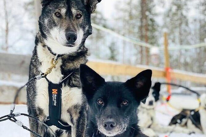 Santa's Reindeer & Husky Safari + Santa's Pets + Aurora Hunt! - The Value Proposition