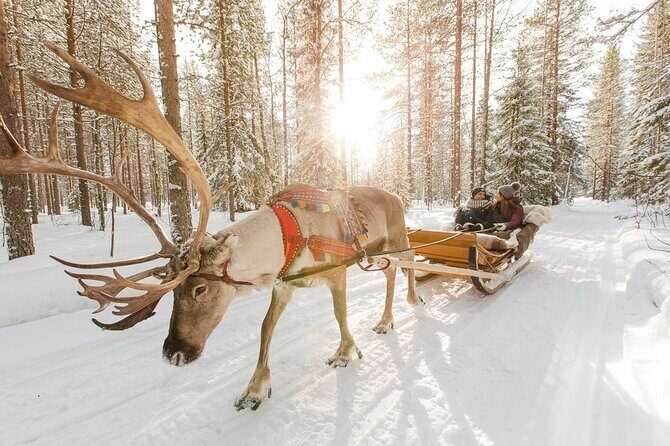 Santa's Reindeer & Husky Safari + Santa's Pets + Aurora Hunt! - Who Is This Tour Best For?