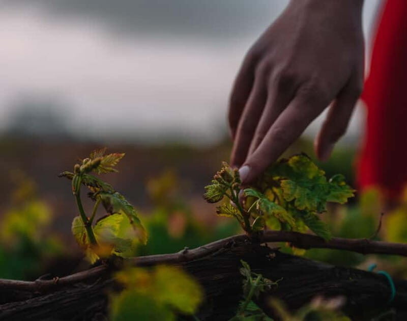 Santorini: A Journey Through Vineyards & Volcanic Richness - FAQ