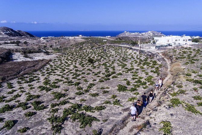 Santorini : Cooking Class & Easy Hike - Authenticity and Real Traveler Feedback