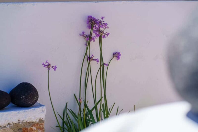 Santorini: Customized Private Guided Tour in a Mercedes EQB - Is This Tour Right for You?