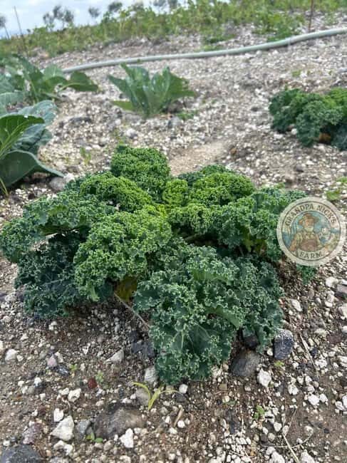 Santorini: Farm and Winery Guided Tour - Key Points