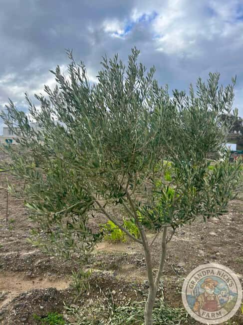 Santorini: Farm and Winery Guided Tour - A Close Look at What You Can Expect