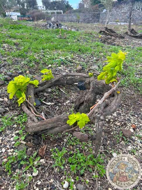 Santorini: Farm and Winery Guided Tour - In-Depth Look at the Itinerary