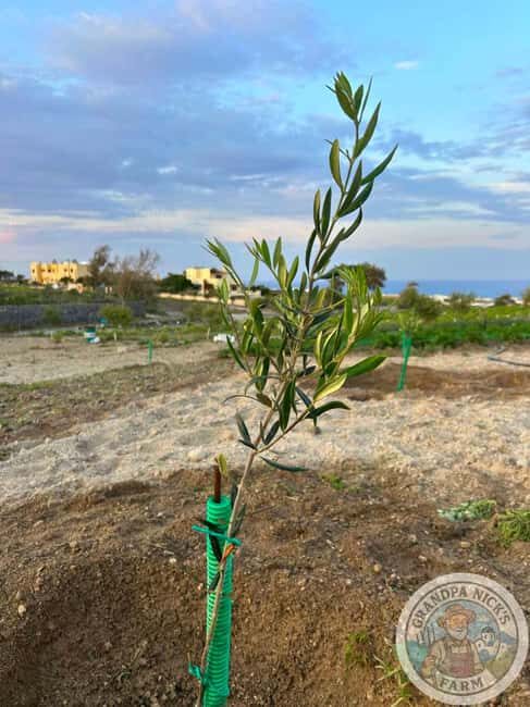 Santorini: Farm and Winery Guided Tour - Final Thoughts