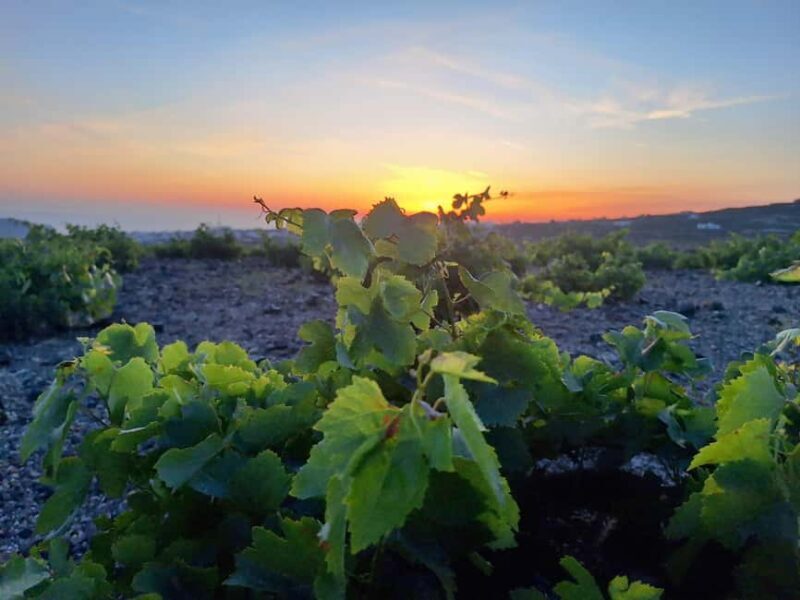 Santorini: From Reel to Real  Private Tour of Hidden Gems - A Deep Dive into the Tour Experience