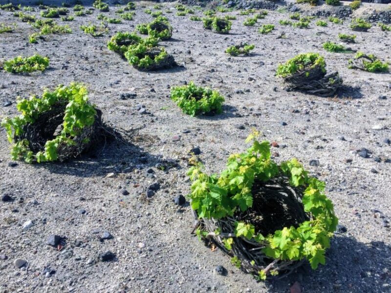 Santorini: Guided Tour to 3 Wineries with Wine Tastings - Key Points