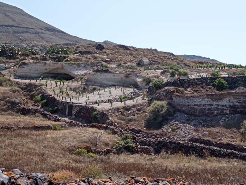 Santorini: Private Agri-Educational Visit to an Organic Farm - Key Points