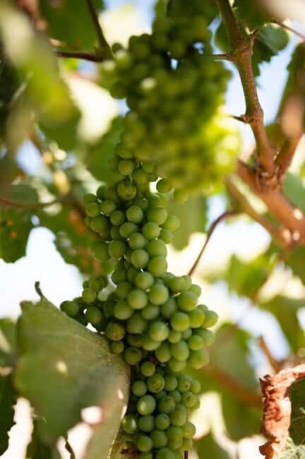 Santorini: Private Agri-Educational Visit to an Organic Farm - Who Will Love This Experience?