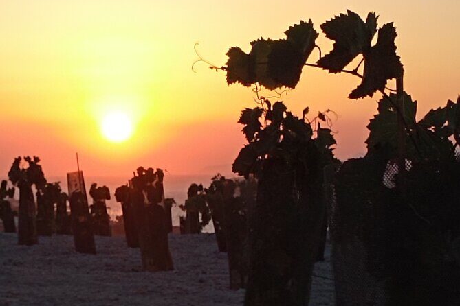 Santorini: Private Agri-Educational Visit to an Organic Farm - FAQs