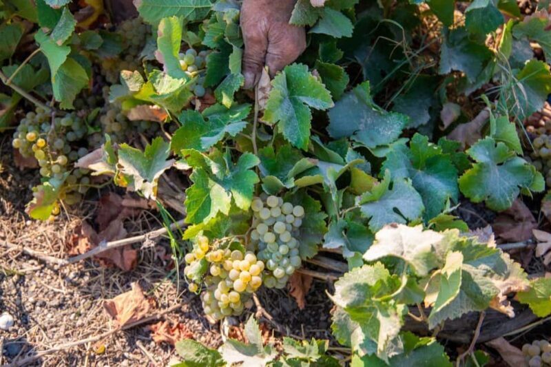 Santorini: Private Wine Tasting at Private venue - Key Points