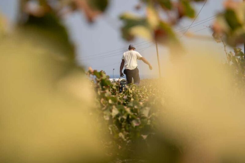 Santorini: Private Wine Tasting at Private venue - What to Expect from the Santorini Private Wine Tasting