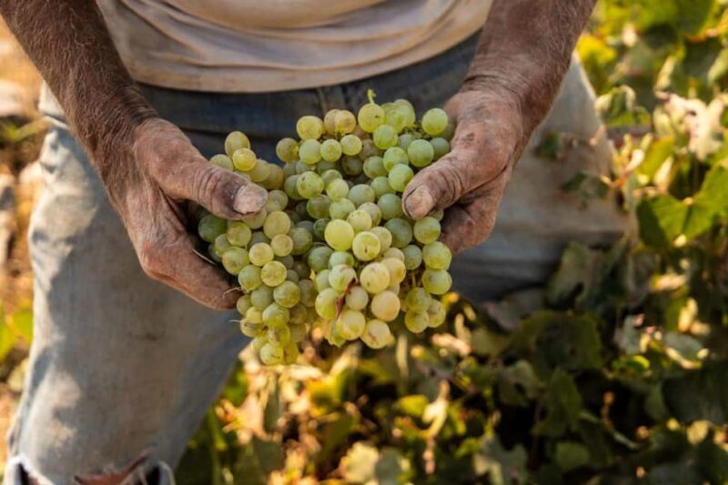 Santorini: Private Wine Tasting at Private venue - What the Tasting Looks Like