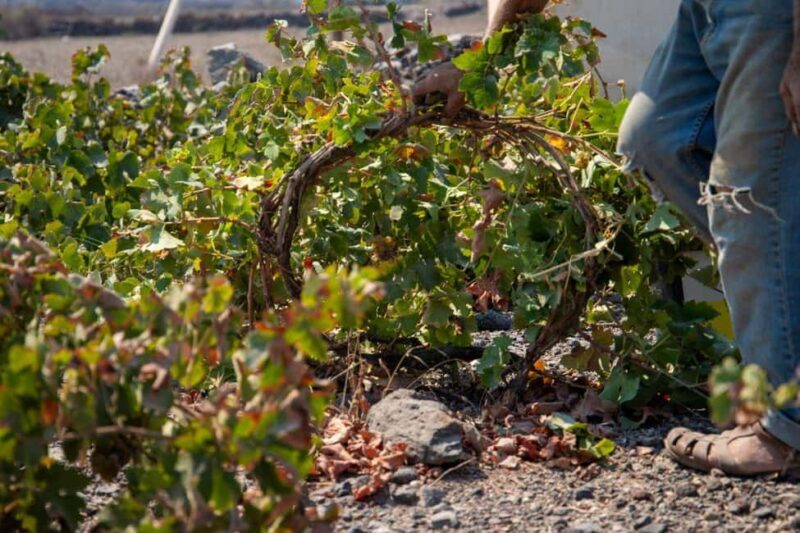 Santorini: Private Wine Tasting at Private venue - Why This Experience Might Be Perfect for You