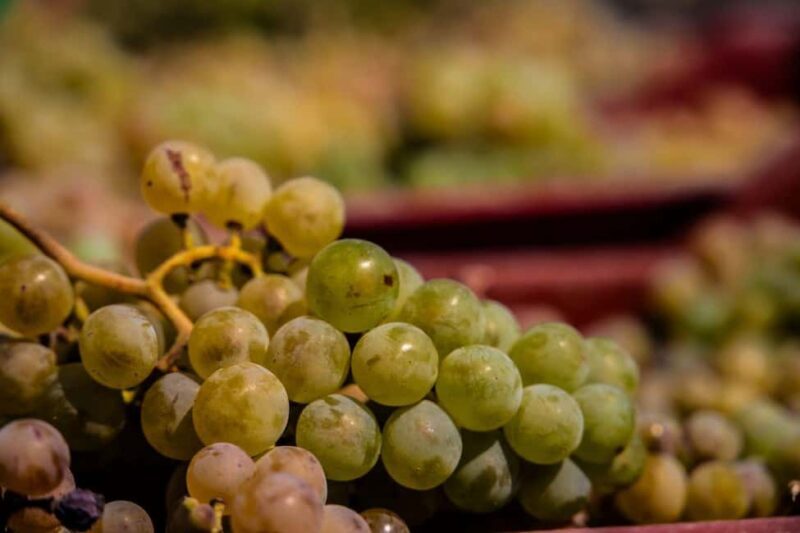 Santorini: Private Wine Tasting at Private venue - Our Honest Take