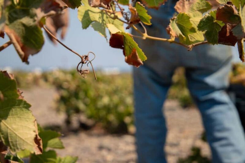 Santorini: Private Wine Tasting at Private venue - FAQs