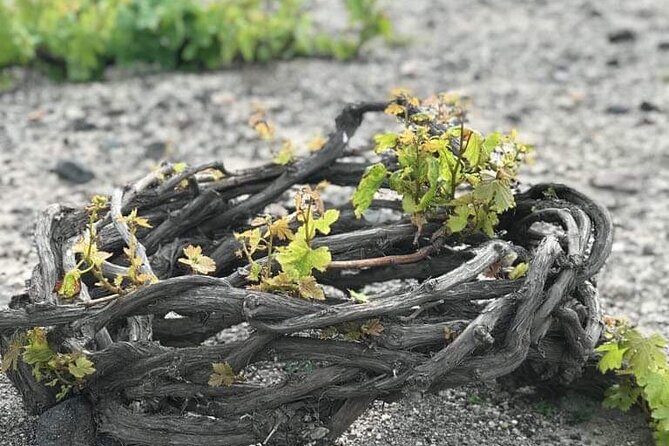 Santorini Private Wine Tasting Experience with private sommelier - Wrapping It Up