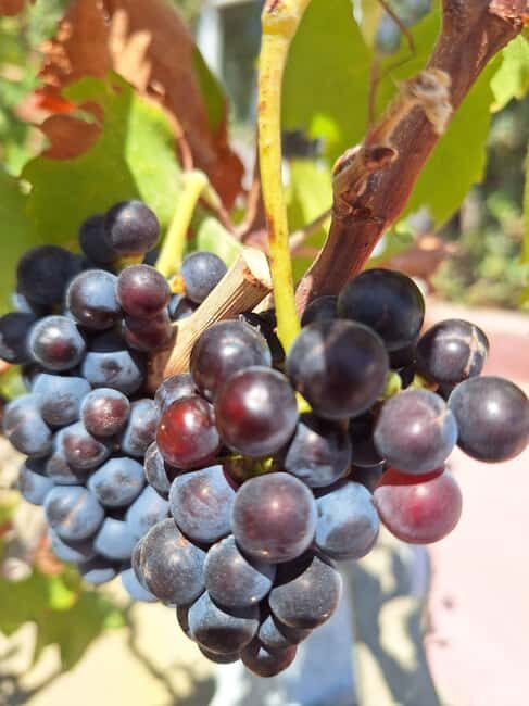 Santorini Private Wine Tour with Local Expert & Sunset - Frequently Asked Questions