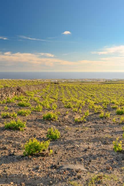 Santorini: Semi- Private wine tour - Through the grapevine - Frequently Asked Questions