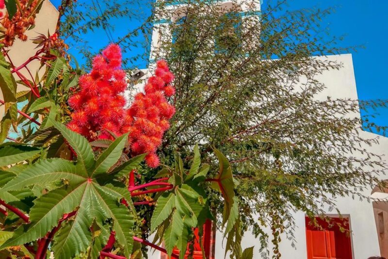 Santorini: Traditional Sightseeing Bus Tour with Oia Sunset - Is This Tour Right for You?