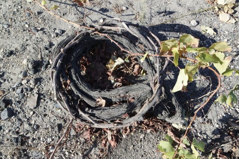 Santorini: Vegan Wine Tasting Private Tour - Key Points