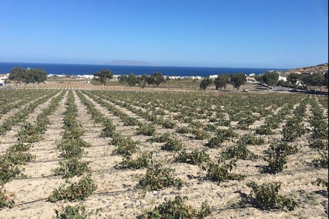 Santorini Wine Adventure with 12 Wine Tastings, Tapas and Sunset - What to Expect on the Santorini Wine Tour