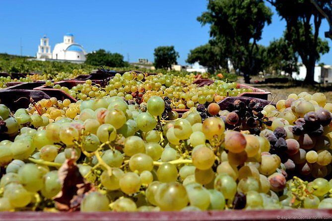 Santorini wine roads Half day - Final Thoughts