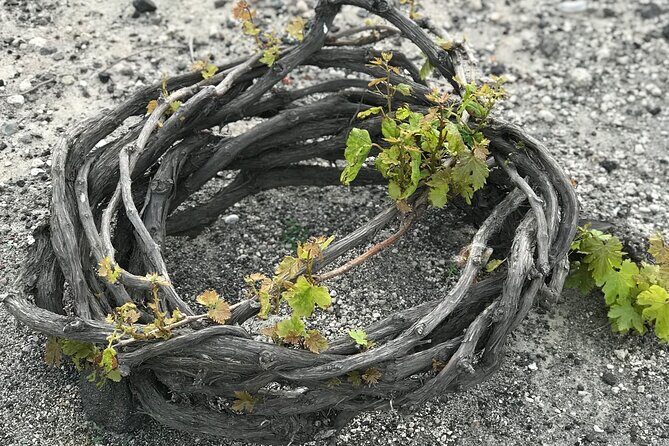 Santorini wine tasting and Traditional Cave Settlement Tour - Authentic Reviews Highlight the Experience
