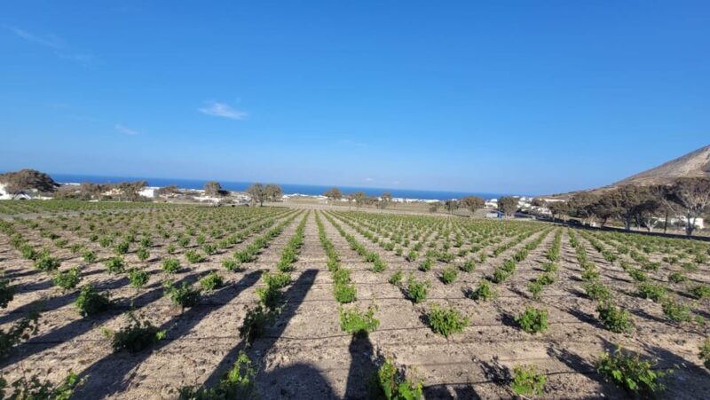 Santorini: Wine tasting in 3 Wineries and a Greek Meal group - Exploring the Tour: What to Expect