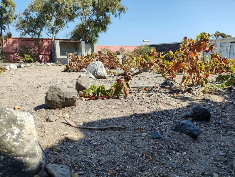 Santorini: Wine Tasting in locals wineries - Key Points