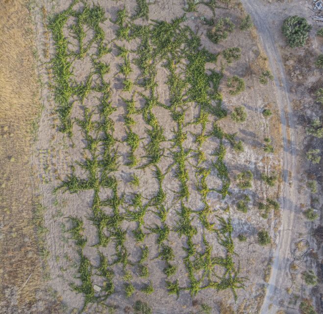 Santorini: Wine Tour with Sunset in Oia - Who Is This Tour Best For?